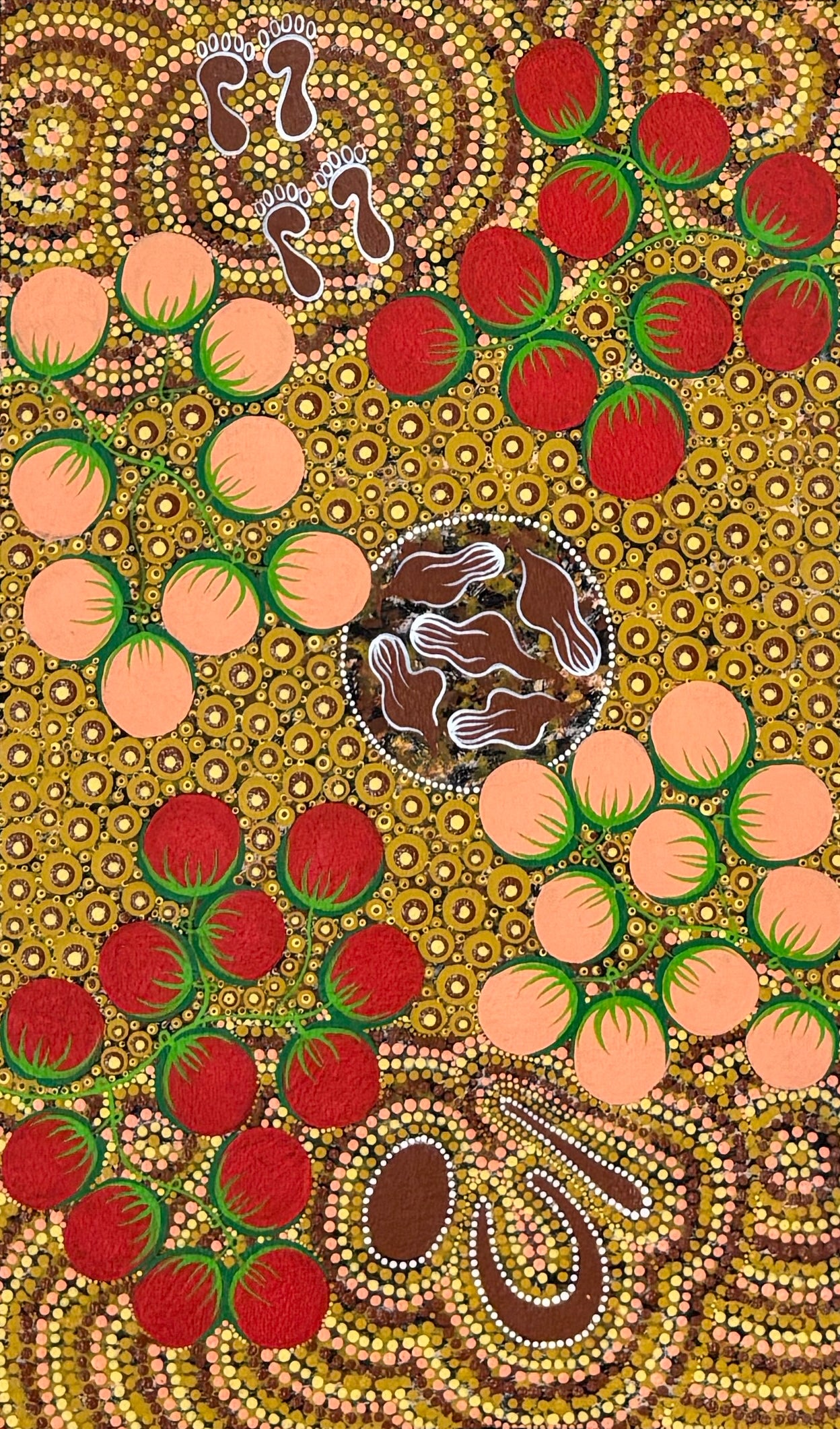 Woman is Gathering Wild Bush Tomato | GA-4083