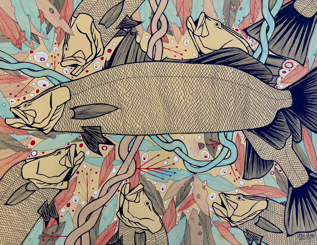 Barramundi | SP-2526