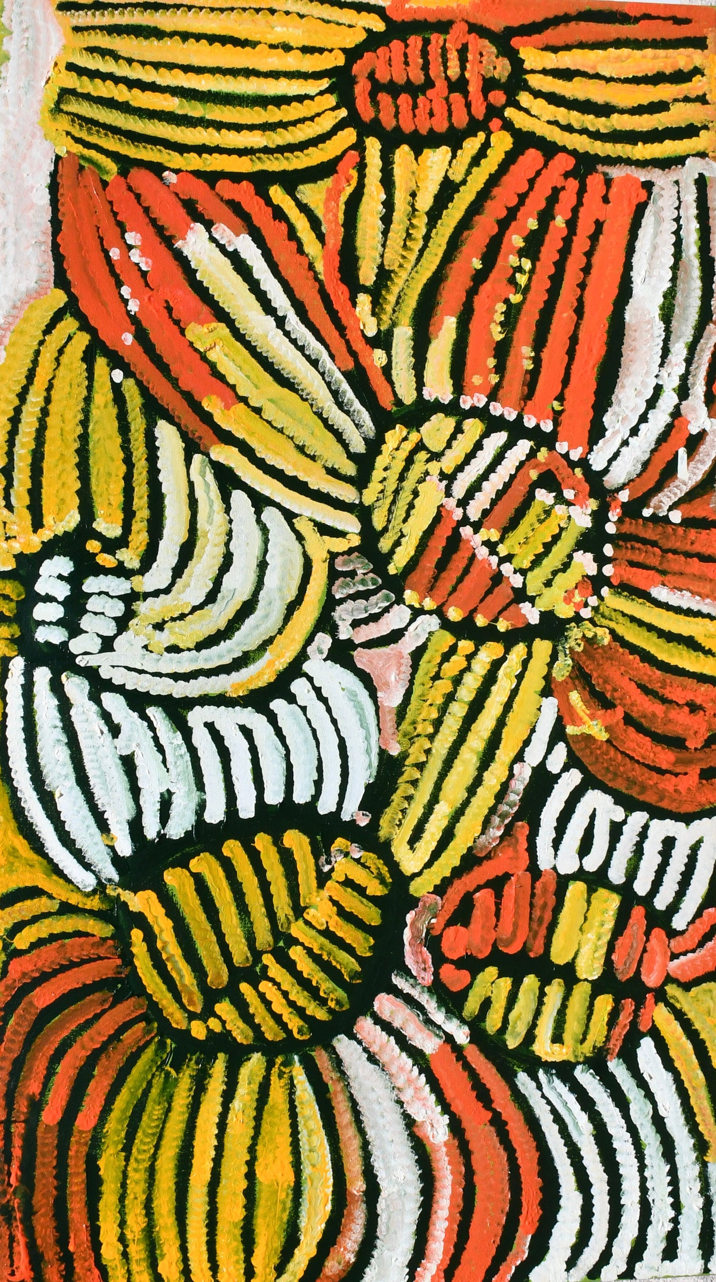Bush Potato | 101-776