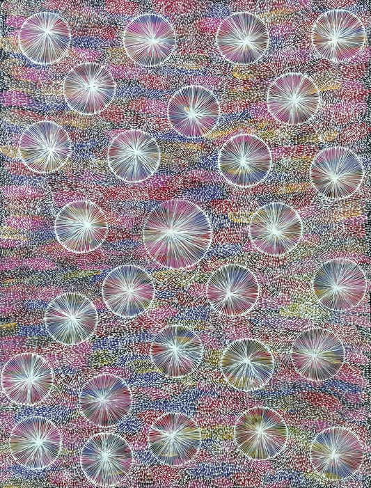 Apeng (Kurrajong Flower) Dreaming | PPFA2024-076