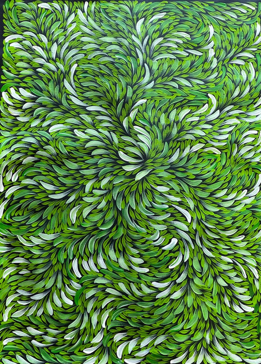 Bush Medicine Leaves  | SP-2438