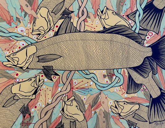 Barramundi | SP-2526